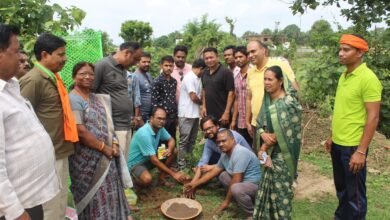 Photo of मोहला के मुक्तिधाम मे किया गया  वृक्षारोपण