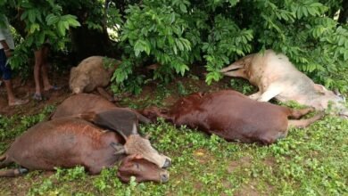 Photo of मोहला ब्लाक के क्षेत्र गोटाटोला के आश्रित ग्राम डोंगरीटोला में आकाशीय बिजली गिरने से 9 मवेशी का मौत…